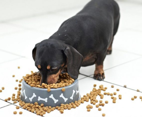 Mâncarea Royal Canin pentru câine, cea mai bună alegere pentru animăluţul tău