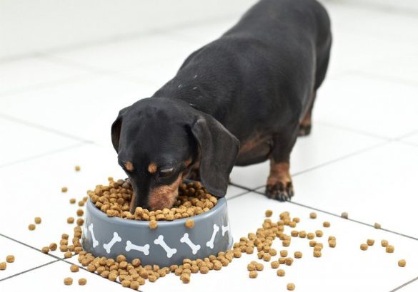 Mâncarea Royal Canin pentru câine, cea mai bună alegere pentru animăluţul tău