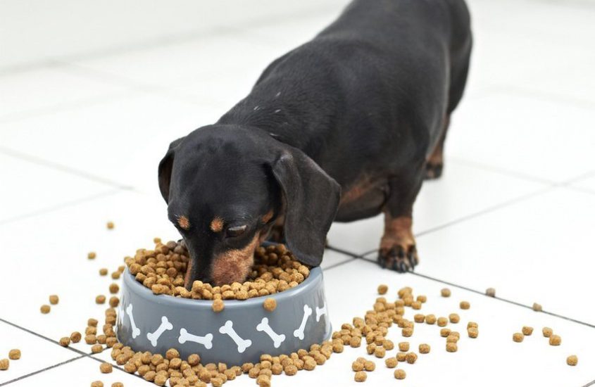 Mâncarea Royal Canin pentru câine, cea mai bună alegere pentru animăluţul tău