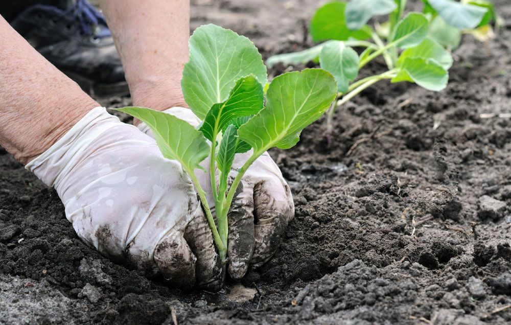 Semanatul si plantarea verzei: cand si cum trebuie sa pui semintele si sa te ocupi de plante