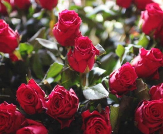 Limbajul trandafirului: intotdeauna un simbol al iubirii