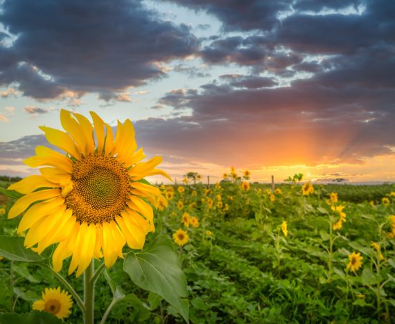 Cum sa plantezi, sa cresti si sa ai grija de floarea-soarelui