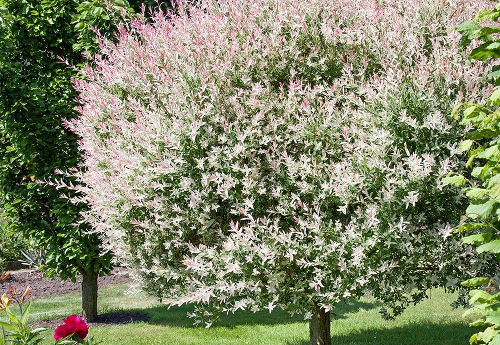 Cultivarea salciei japoneze: pas cu pas