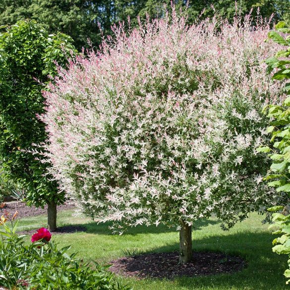 Cultivarea salciei japoneze: pas cu pas