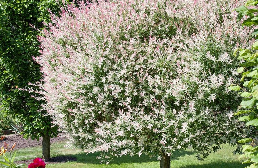 Cultivarea salciei japoneze: pas cu pas